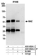 MAZ/SAF-1 Antibody in Immunoprecipitation (IP)