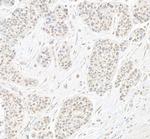 B-Myb Polyclonal Antibody