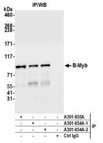 B-Myb Antibody in Immunoprecipitation (IP)