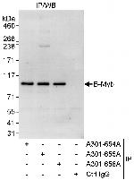 B-Myb Antibody in Immunoprecipitation (IP)