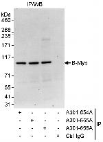 B-Myb Antibody in Immunoprecipitation (IP)