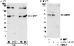 WDR20 Antibody in Western Blot (WB)