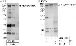 AKAP9/CG-NAP Polyclonal Antibody