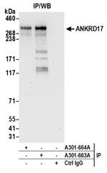 ANKRD17 Antibody in Immunoprecipitation (IP)