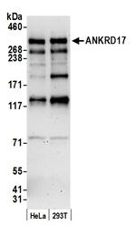 ANKRD17 Polyclonal Antibody