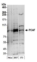 PCAF Polyclonal Antibody