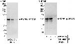 BCAR1/p130CAS Antibody in Western Blot (WB)
