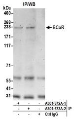 BCoR Polyclonal Antibody