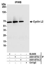 Cyclin L2 Antibody in Immunoprecipitation (IP)