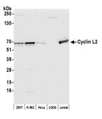 Cyclin L2 Polyclonal Antibody