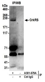 CrkRS Antibody in Immunoprecipitation (IP)