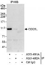 CDC5L Polyclonal Antibody