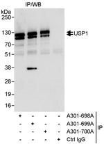 USP1 Polyclonal Antibody