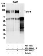 USP1 Antibody in Immunoprecipitation (IP)
