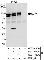 USP1 Polyclonal Antibody