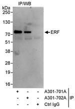 ERF Polyclonal Antibody