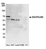 ENH/PDLIM5 Polyclonal Antibody