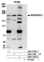ROD/KNTC1 Antibody in Immunoprecipitation (IP)