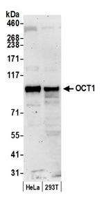 OCT1 Polyclonal Antibody