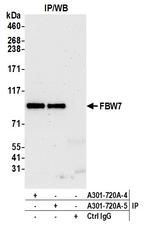 FBW7 Antibody in Immunoprecipitation (IP)