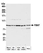 FBW7 Polyclonal Antibody