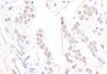 FBW7 Polyclonal Antibody