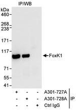 FOXK1 Antibody in Immunoprecipitation (IP)