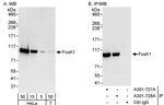 FOXK1 Antibody in Western Blot (WB)