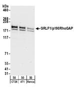 GRLF1/p190RhoGAP Polyclonal Antibody
