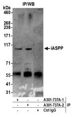 iASPP Antibody in Immunoprecipitation (IP)