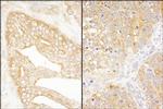 eIF3J/EIF3S1 Polyclonal Antibody