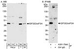 eIF3H/EIF3S3 Polyclonal Antibody
