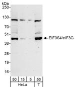 eIF3G/EIF3S4 Polyclonal Antibody