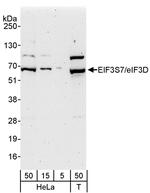 eIF3D/EIF3S7 Polyclonal Antibody