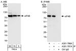 eIF4B Antibody in Western Blot (WB)