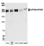 eIF4G3/eIF4GII Polyclonal Antibody