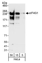 eIF4G1/eIF4GI Antibody in Western Blot (WB)