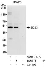 SDS3 Polyclonal Antibody