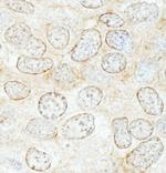 NUP50 Polyclonal Antibody