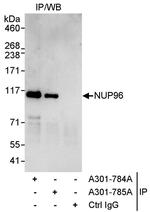 NUP96 Polyclonal Antibody
