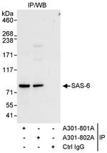 SAS-6 Polyclonal Antibody