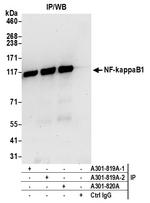 NF-kappaB1 Polyclonal Antibody