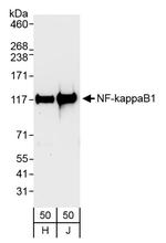 NF-kappaB1 Polyclonal Antibody