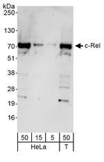 c-Rel Polyclonal Antibody