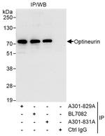 Optineurin Polyclonal Antibody