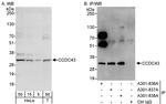 CCDC43 Polyclonal Antibody
