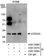 CCDC43 Antibody in Immunoprecipitation (IP)