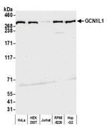 GCN1L1 Polyclonal Antibody