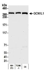 GCN1L1 Antibody in Western Blot (WB)