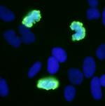 Phospho-Histone H3 (Ser10) Antibody in Immunocytochemistry (ICC/IF)